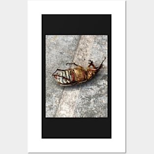 Beetle Posters and Art